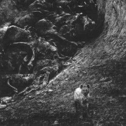 Internal - Instinct 7