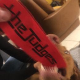 Judges, The - Guns 7